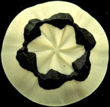 B10668 37mm Ivory, Black Vintage Resin Button, Hole Built into the Back