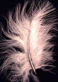 MARAB31 Pale Pink Marabou Feathers, 20 per pack. 10cm x 15cm approx - Ribbonmoon
